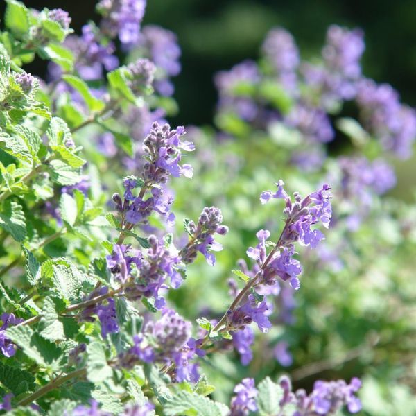 Early Bird Catmint Close Up Bloom
