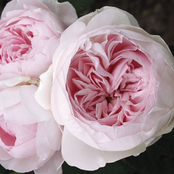 Earth Angel™ Parfuma® Floribunda Rose
