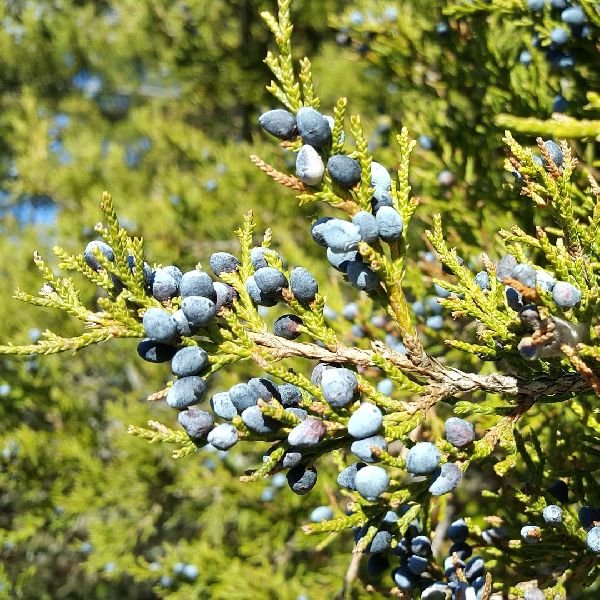 Evergreen foliage of Eastern Red Cedar Tree (Juniperus virginiana) in a garden setting.