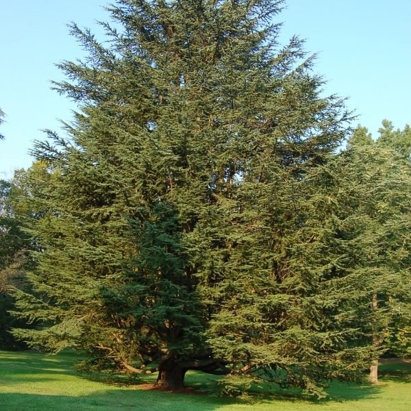 Eastern Red Cedar Tree (Juniperus virginiana), a tree featuring evergreen and dense, erect form.