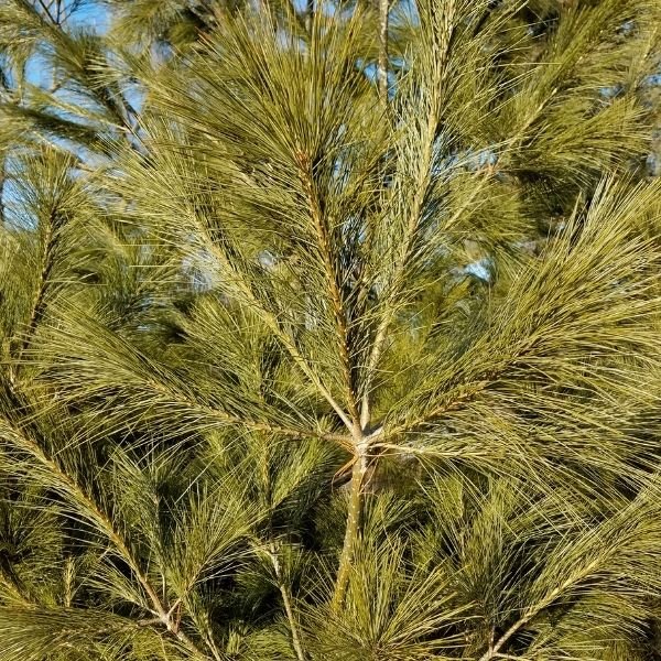 Evergreen foliage of Eastern White Pine Tree (Pinus strobus) in a garden setting.