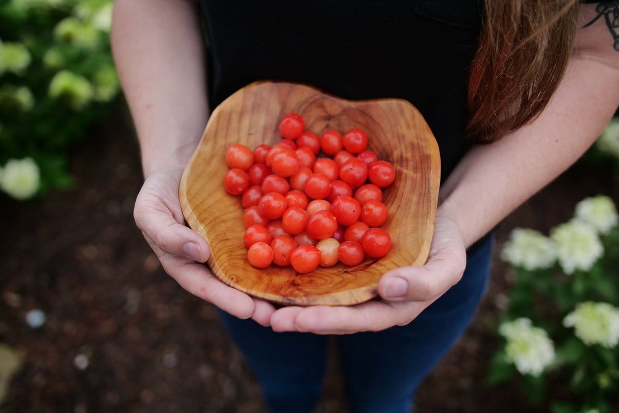 Easy as Pie Bush Cherry shrub, front view