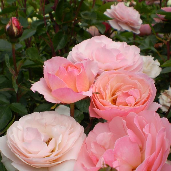 Easy Elegance® Calypso Rose