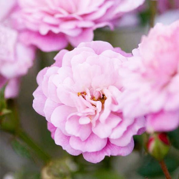 Easy Elegance® Head Over Heels Rose