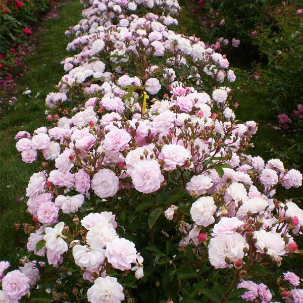 Easy Elegance® Head Over Heels Rose