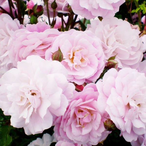 Easy Elegance® Head Over Heels Rose