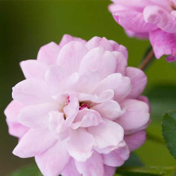 Easy Elegance® Head Over Heels Rose