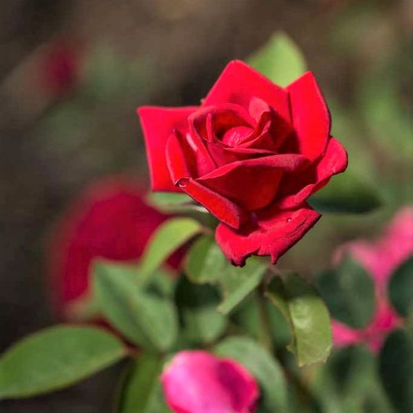 Easy Elegance® Kashmir Rose