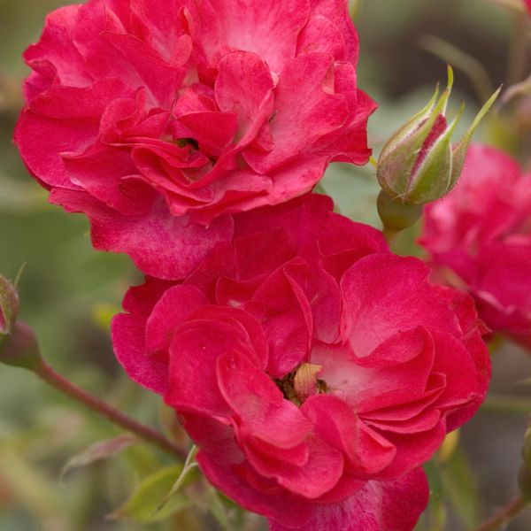 Easy Elegance® Mystic Fairy® Rose