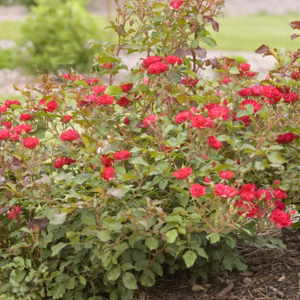 Easy Elegance® Mystic Fairy® Rose