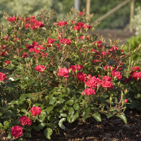 Easy Elegance® Mystic Fairy® Rose