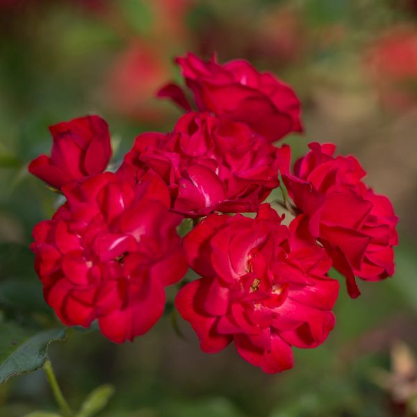 Easy Elegance® Mystic Fairy® Rose