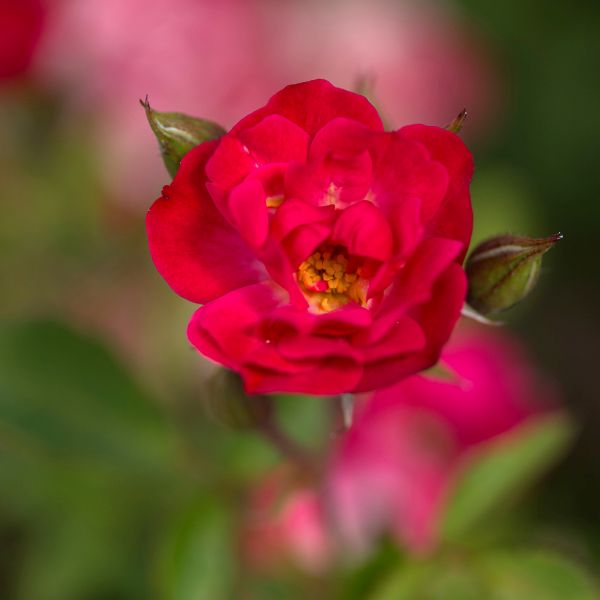 Easy Elegance® Mystic Fairy® Rose