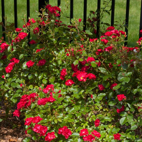 Easy Elegance® Mystic Fairy® Rose
