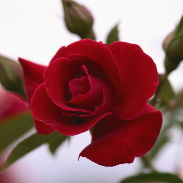 Easy Elegance® Paint the Town Rose
