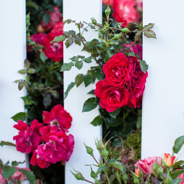 Easy Elegance® Paint the Town Rose