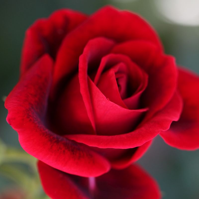 Easy Elegance® Paint the Town Rose