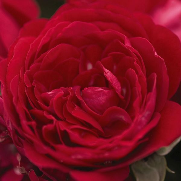 Easy Elegance® Paint the Town Rose