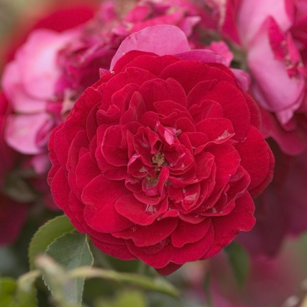 Easy Elegance® Paint the Town Rose