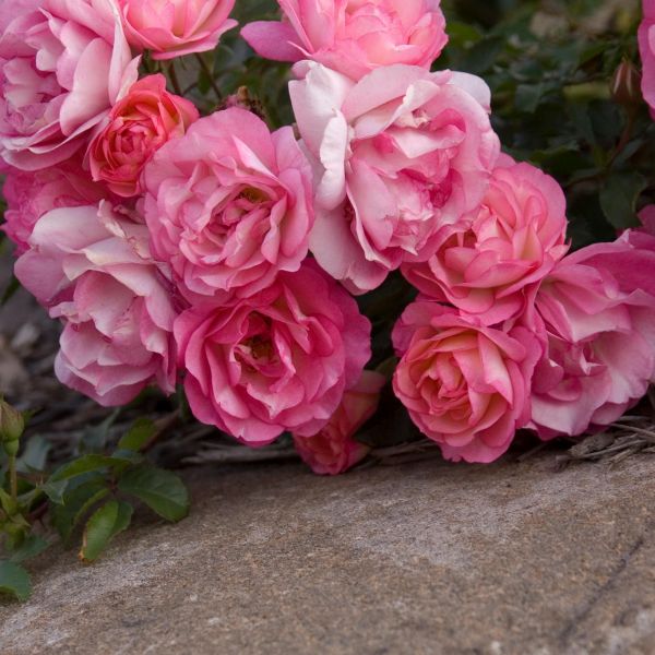 Easy Elegance® Sunrise Sunset Rose