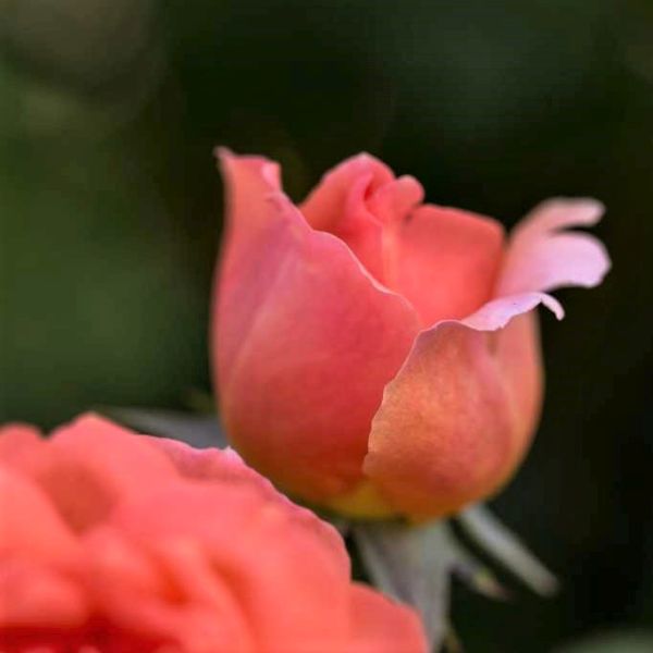 Easy Elegance® Sweet Fragrance Rose