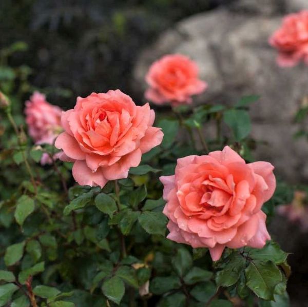 Easy Elegance® Sweet Fragrance Rose