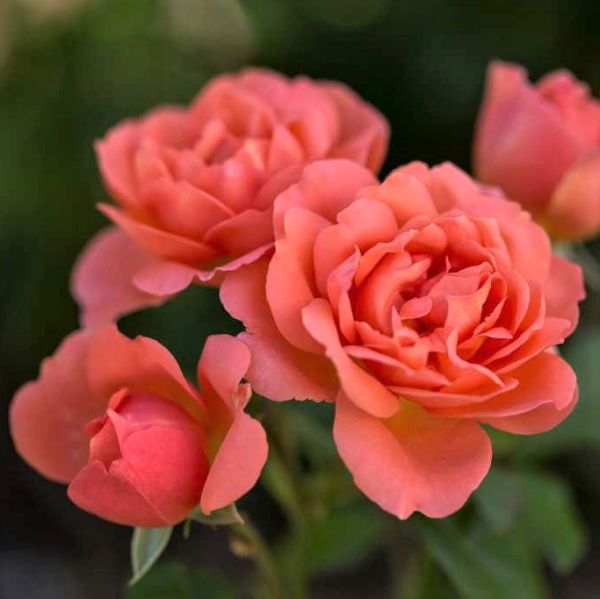 Easy Elegance® Sweet Fragrance Rose