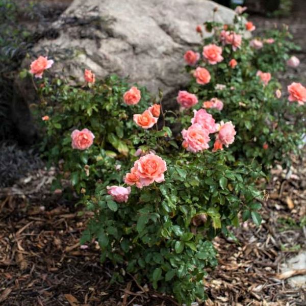 Easy Elegance® Sweet Fragrance Rose