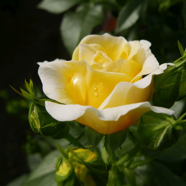 Easy Elegance® Yellow Brick Road Rose