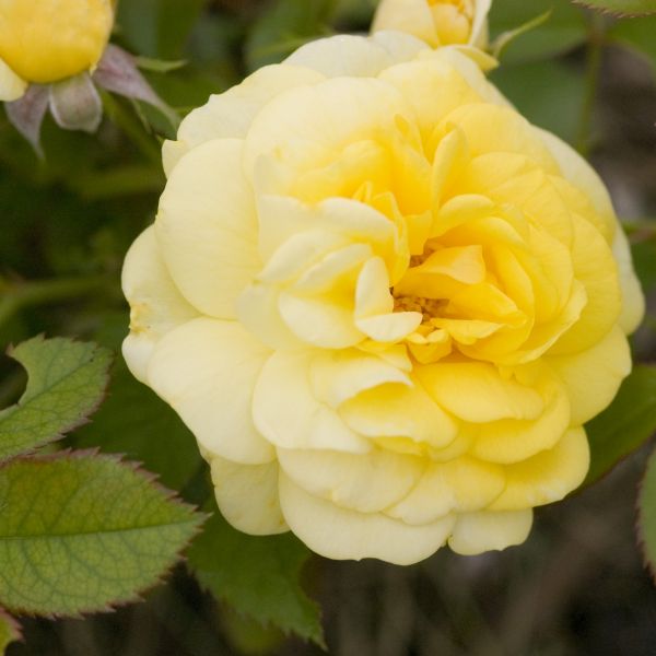 Easy Elegance® Yellow Brick Road Rose