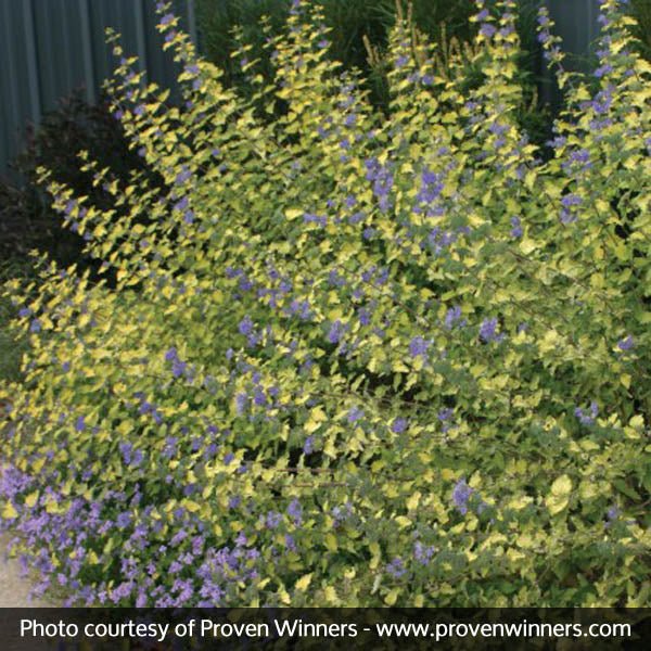 Sunshine Blue® Bluebeard II