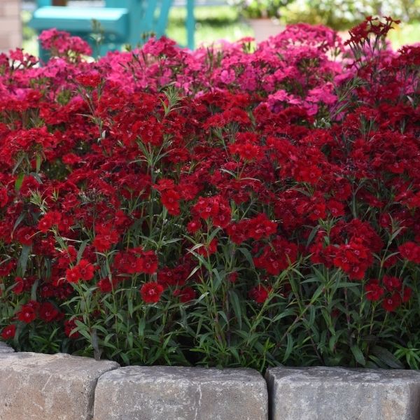 Rockin'™ Red Dianthus
