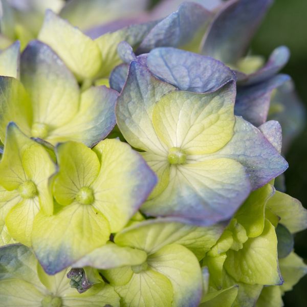 Endless Summer® BloomStruck® Bigleaf Hydrangea