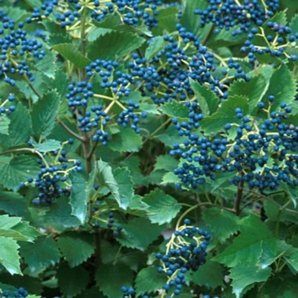 Blue Muffin® Arrowwood Viburnum