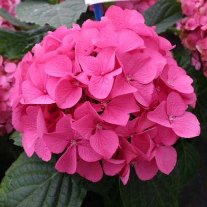 Everlasting™ Garnet Hydrangea