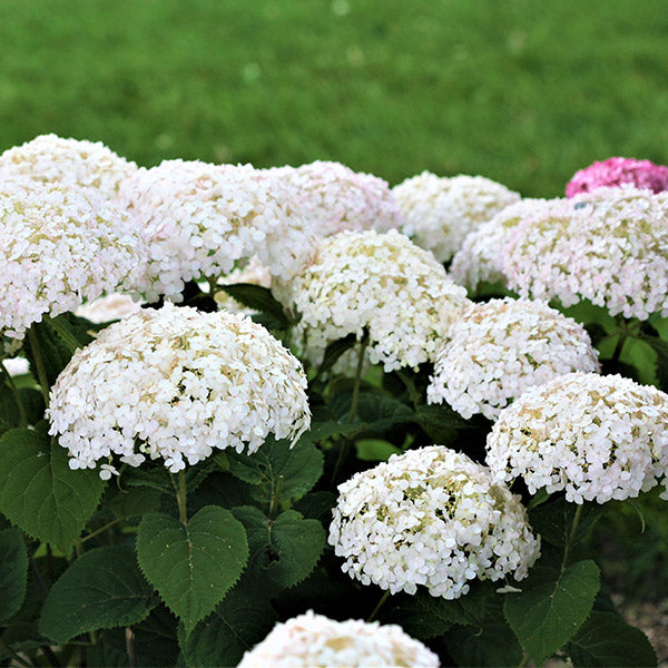 Invincibelle Wee White® Hydrangea
