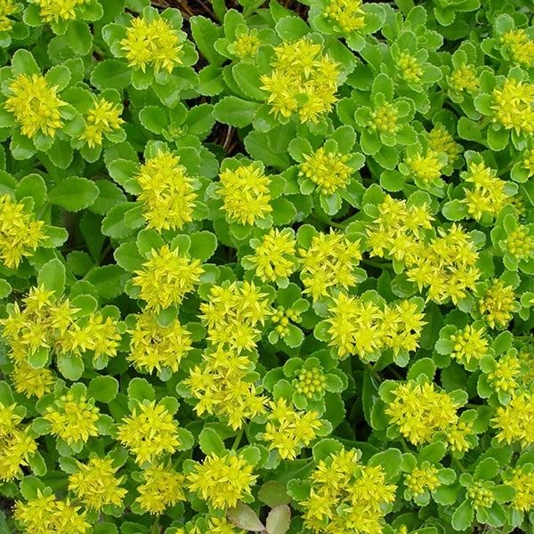 Sedum Lemon Drop