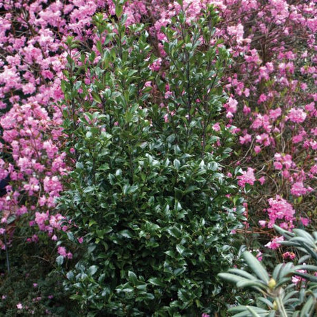 Castle Wall® Blue Holly