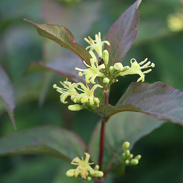 Kodiak® Red Bush Honeysuckle