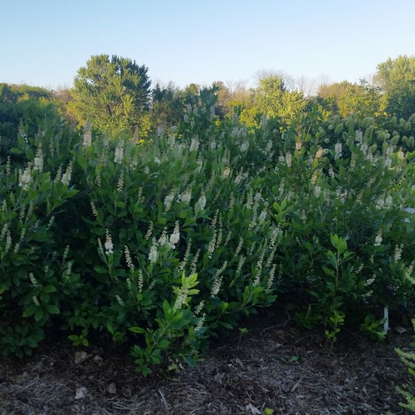 Sixteen Candles Summersweet