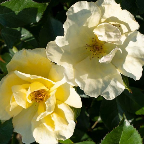 Knock Out® Easy Bee-zy™ Shrub Rose