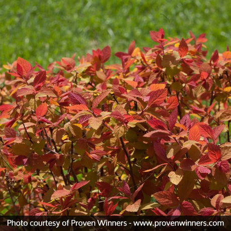 Proven Winner® Color Choice® Double Play Big Bang®Spiraea