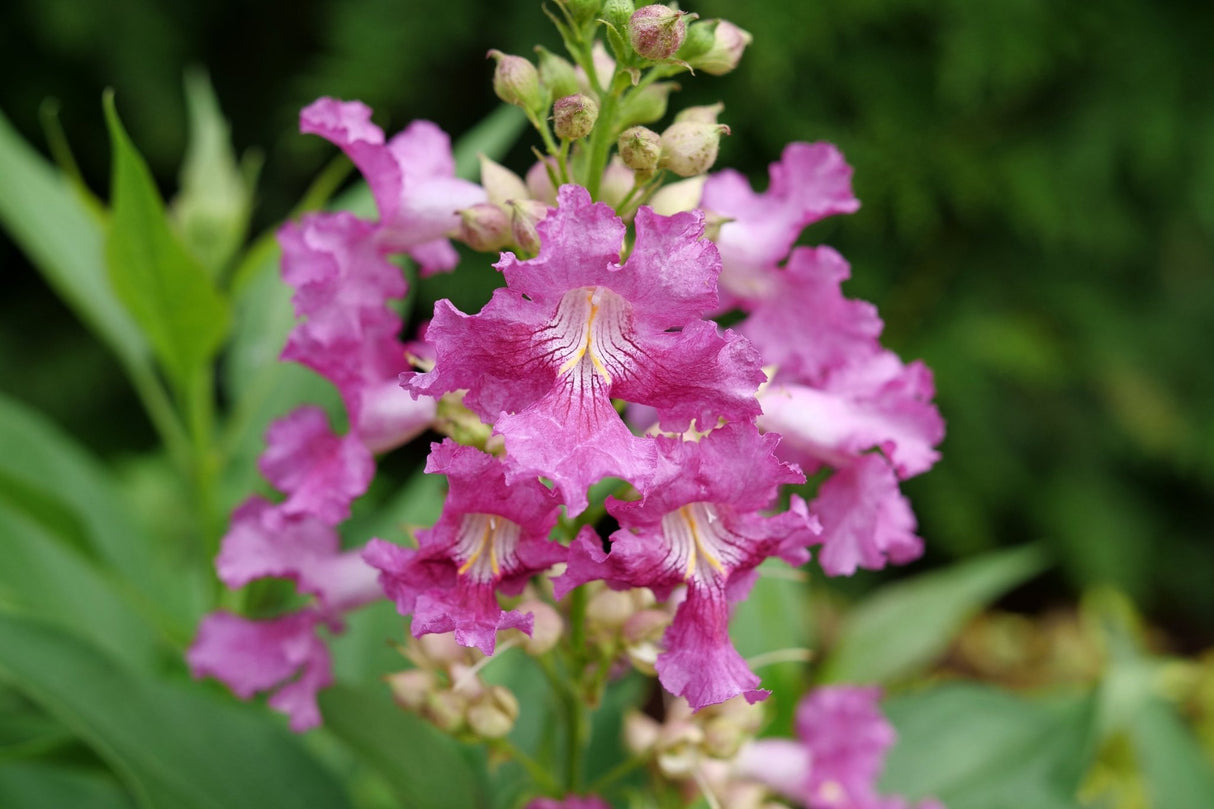 Close-up of pink, purple chitalpa flowers on El Niño® Desert Orchid blooming in late spring to early summer to late summer.