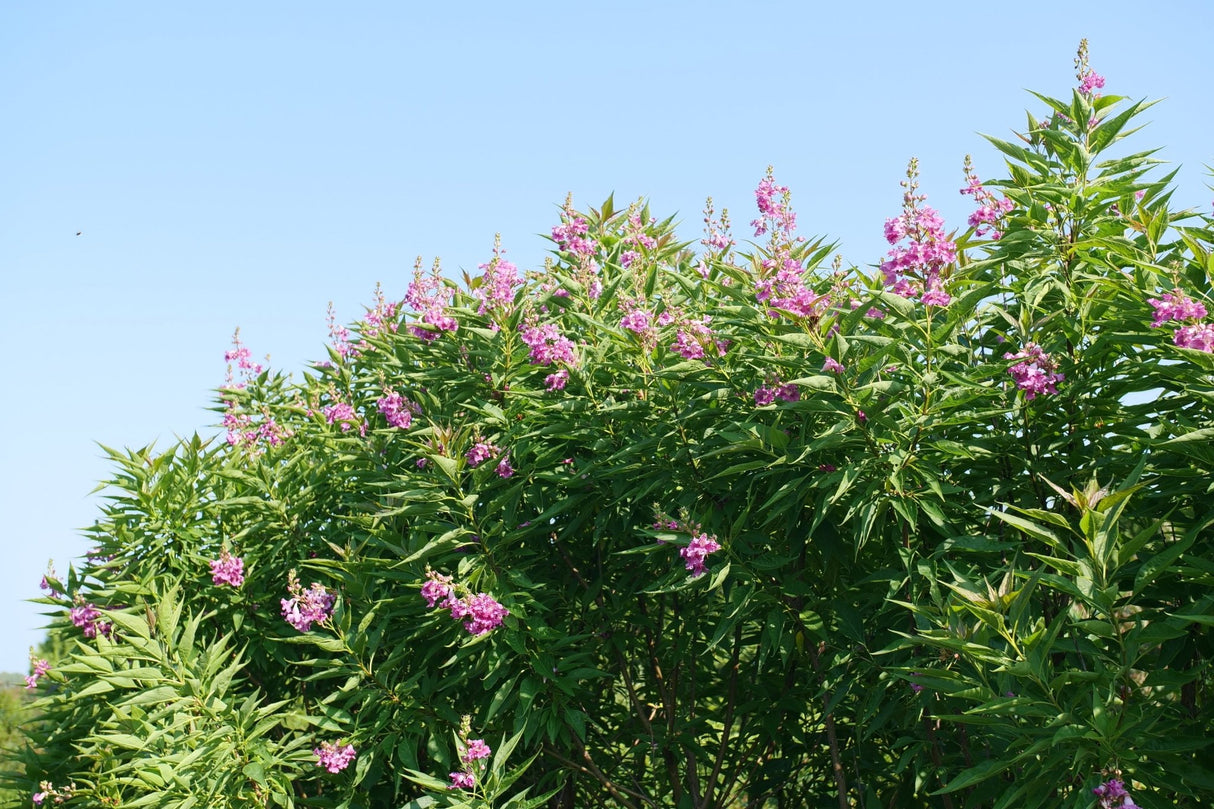 El Niño® Desert Orchid (Chitalpa tashkentensis 'NCXC1') shrub detail, image 7 of 7.