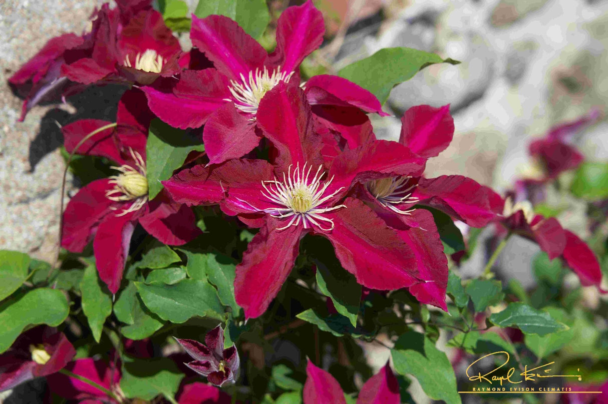 Elpis™ Clematis