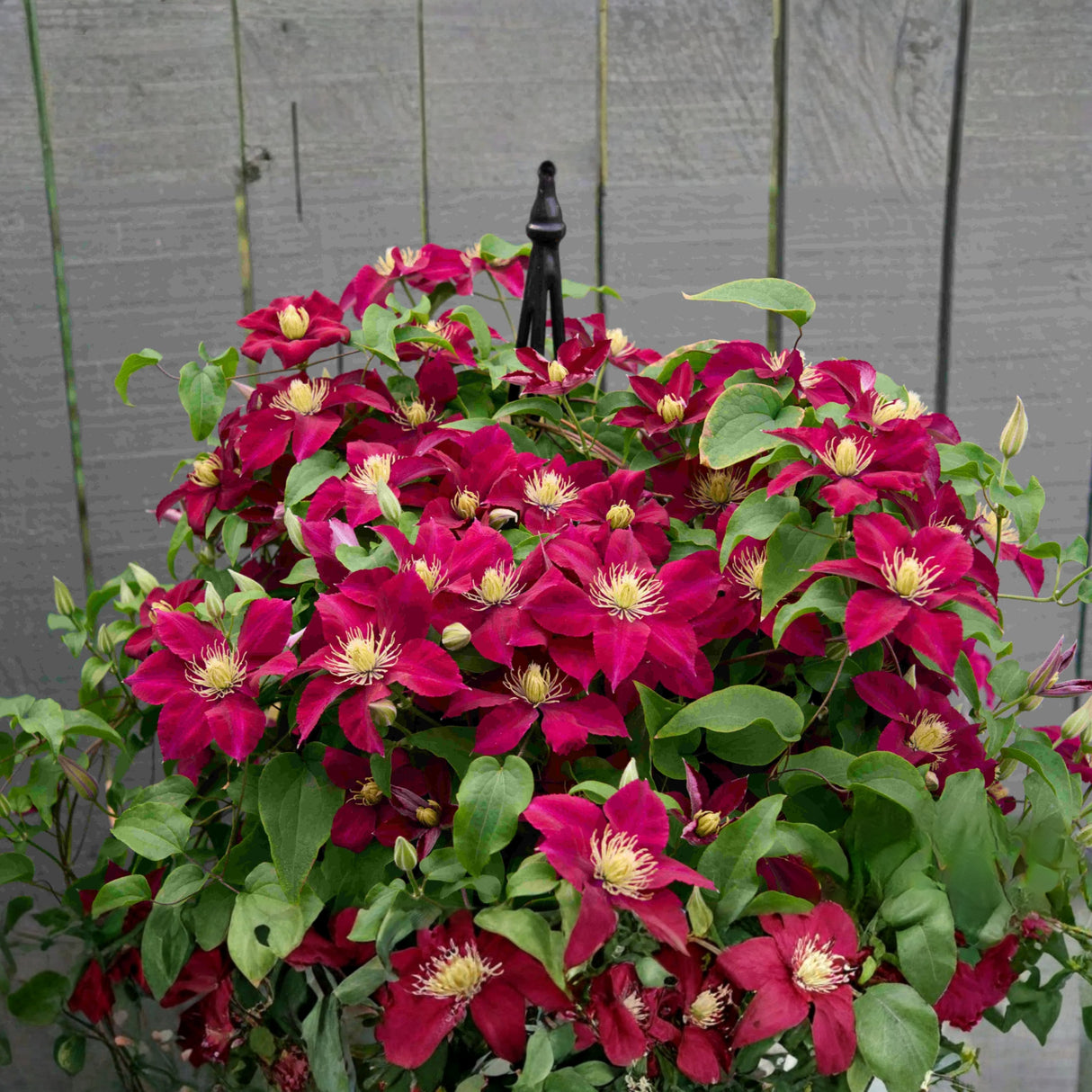 Elpis™ Clematis