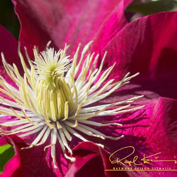 Elpis™ Clematis Close Up