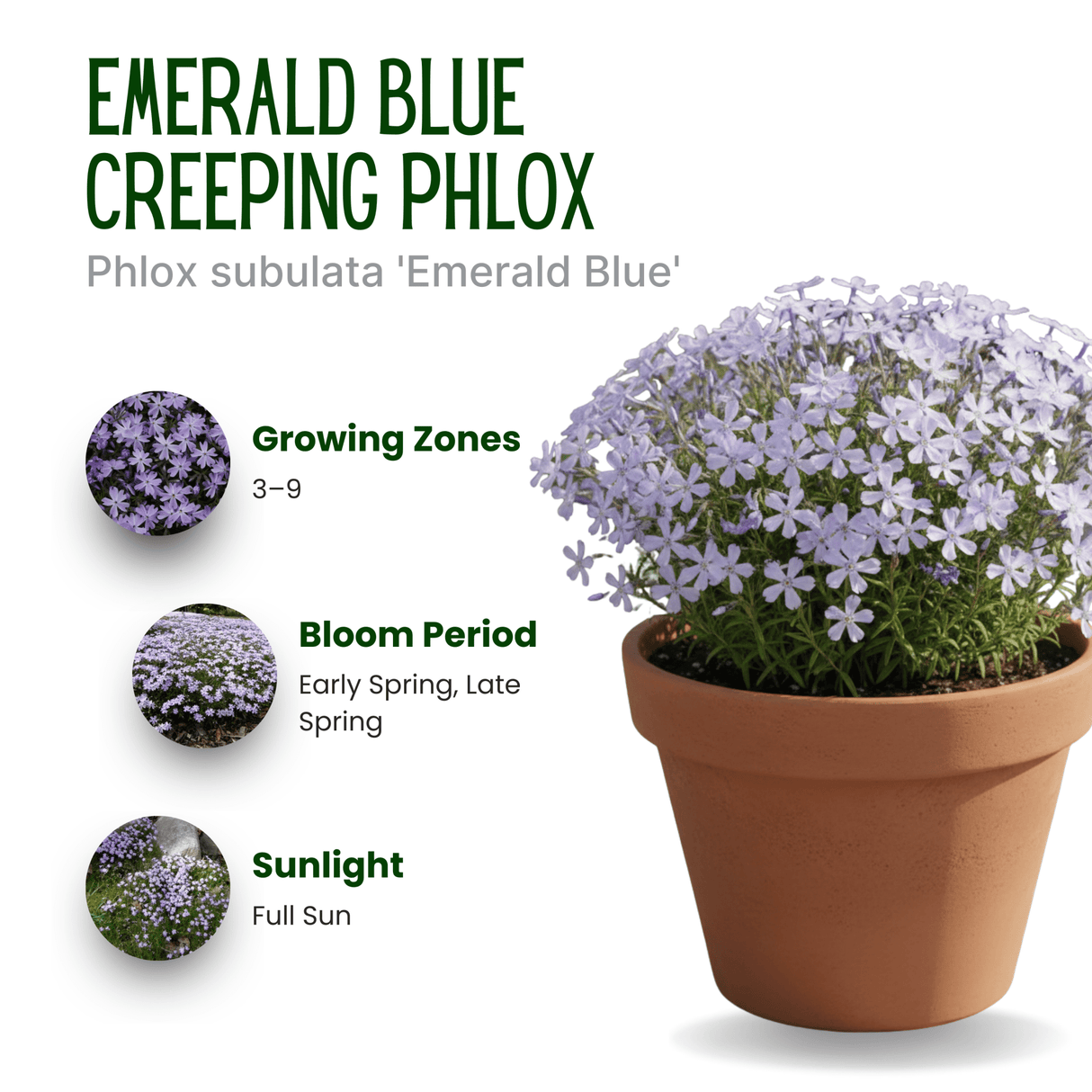 Product infographic for Emerald Blue Creeping Phlox (Phlox subulata 'Emerald Blue'), featuring a terracotta pot overflowing with light purple star-shaped flowers. Text highlights essential plant care details: Growing Zones 3 through 9; Bloom Period in Early Spring to Late Spring; and Sunlight requirements of Full Sun.