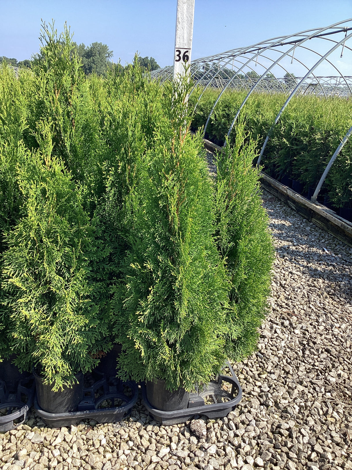 Emerald Green Arborvitae