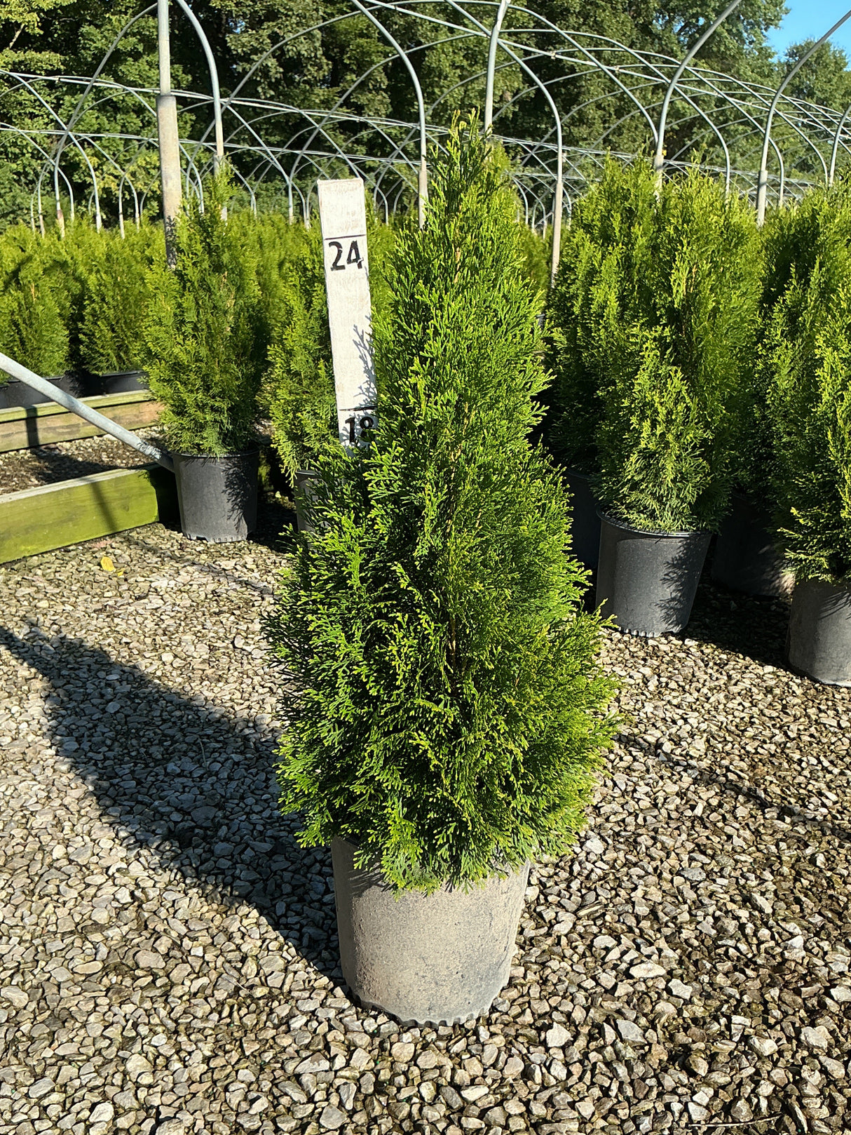Emerald Green Arborvitae